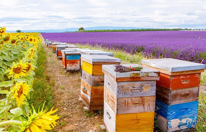 community bee garden